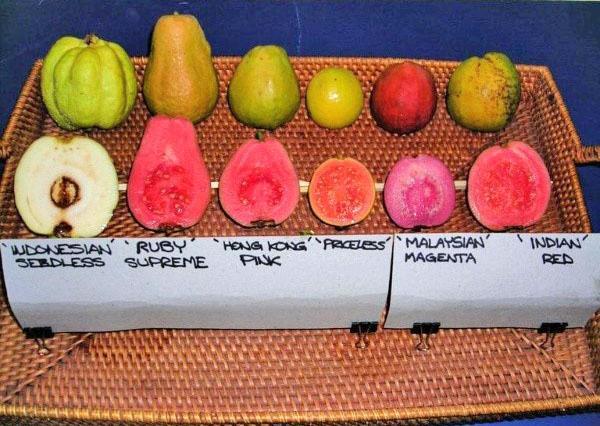 guave van verschillende variëteiten