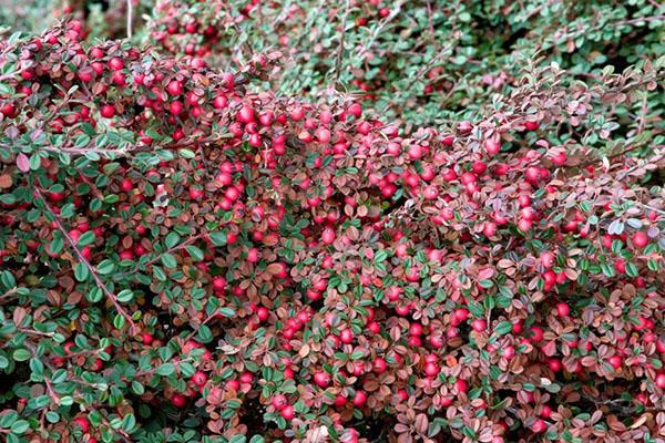 dammers cotoneaster