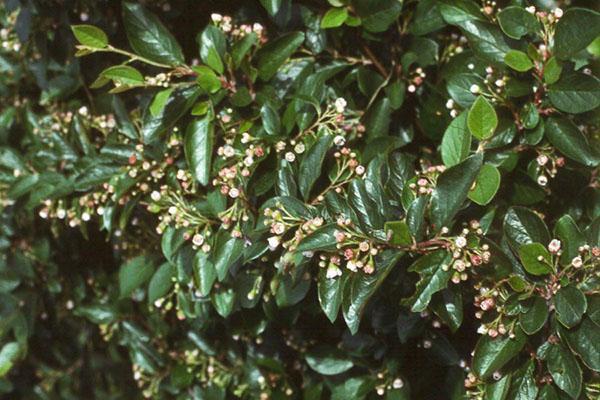 hulst cotoneaster