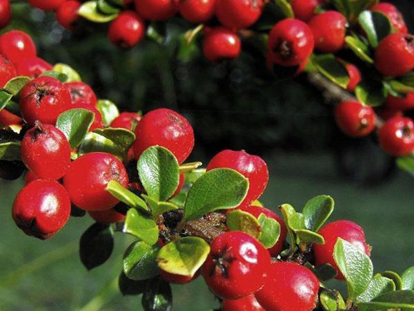 cotoneaster fruit
