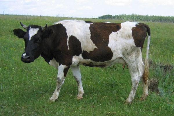 Krava na pašnjaku