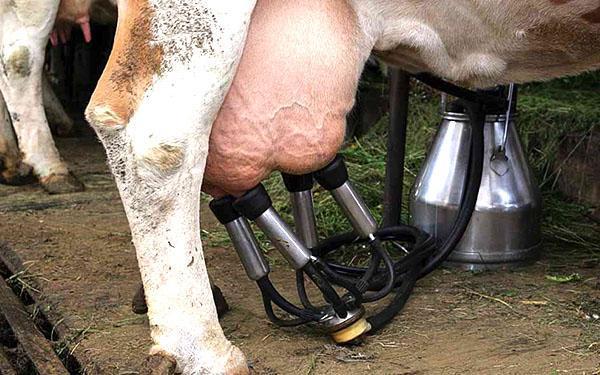 Een melkmachine gebruiken om een ​​koe te melken