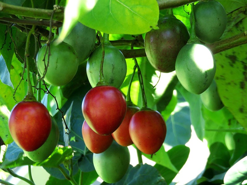 botaničke značajke stabla rajčice
