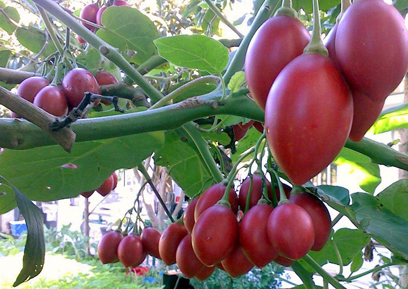 plod stabla rajčice