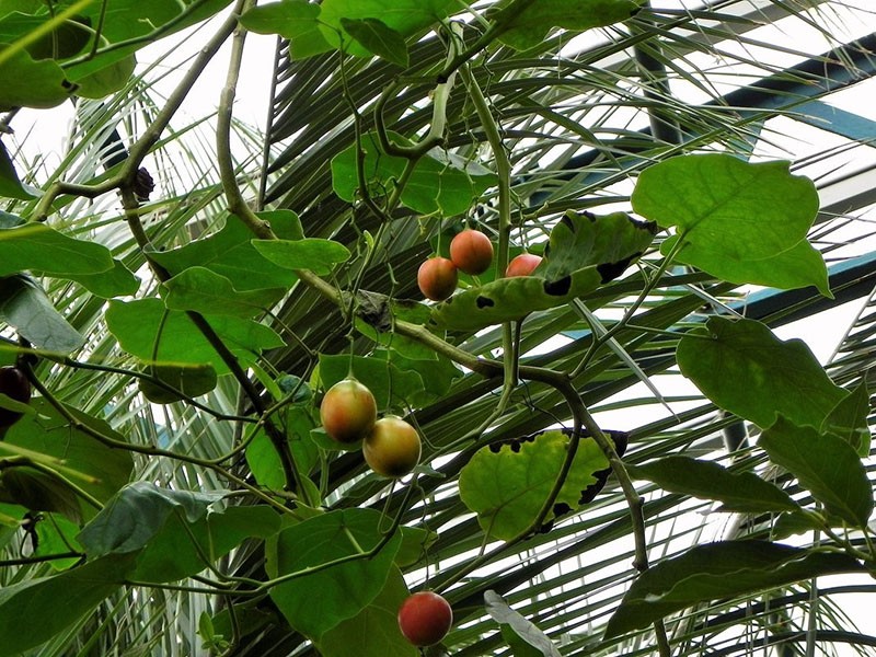 sazrijevanje plodova stabla rajčice