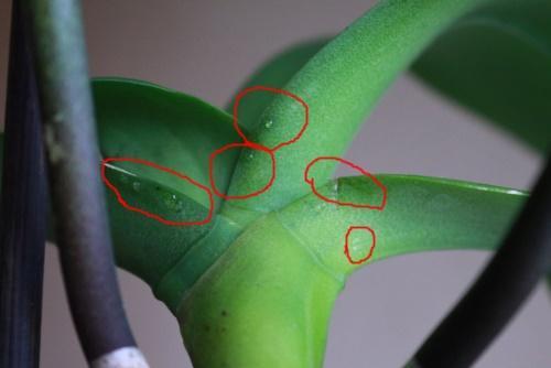 zašto orhideja plače
