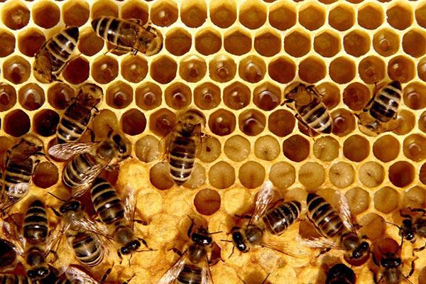 bijenwas samenstelling