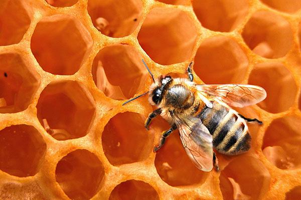 pčelinji vosak u medicini