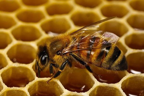 behandeling van bijen met lozeval