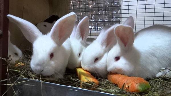 lozeval voor de behandeling van konijnen