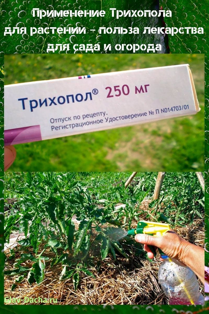 het gebruik van trichopolum voor planten