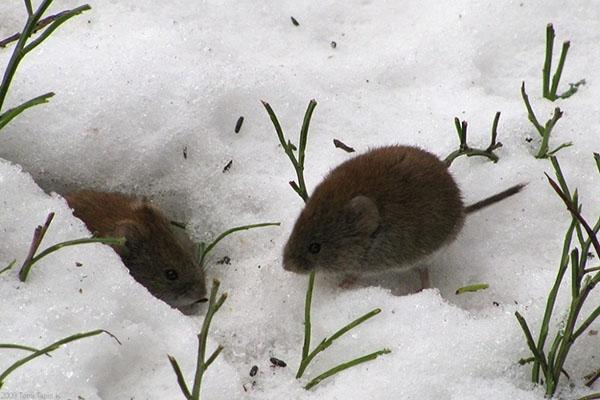 muizen in de winter in een bloementuin