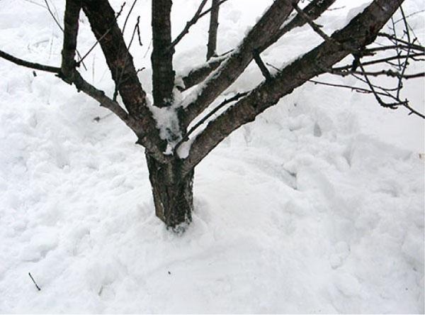 vertrappel de sneeuw rond de bomen