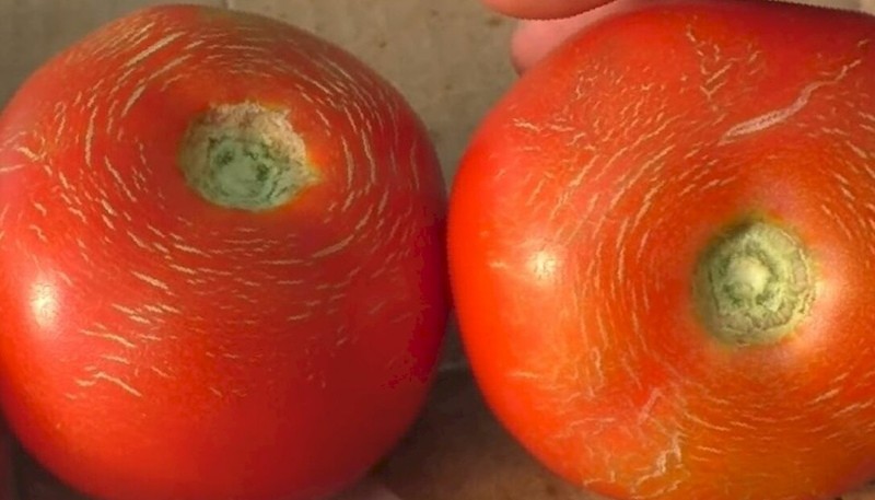 scheuren als raskenmerk van tomaten