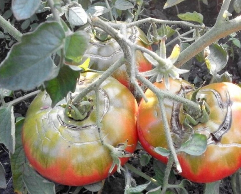 waarom barsten tomaten als ze rijp zijn?