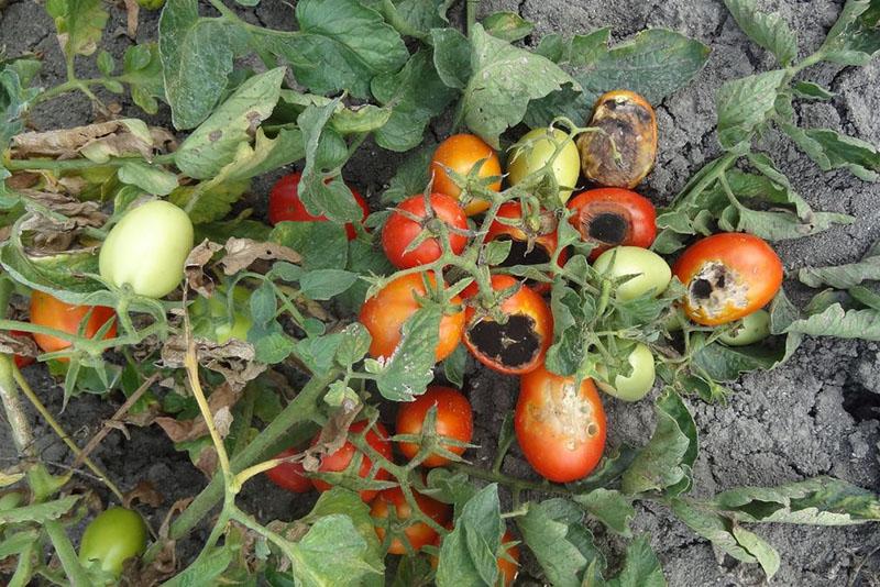 rajčice na otvorenom polju