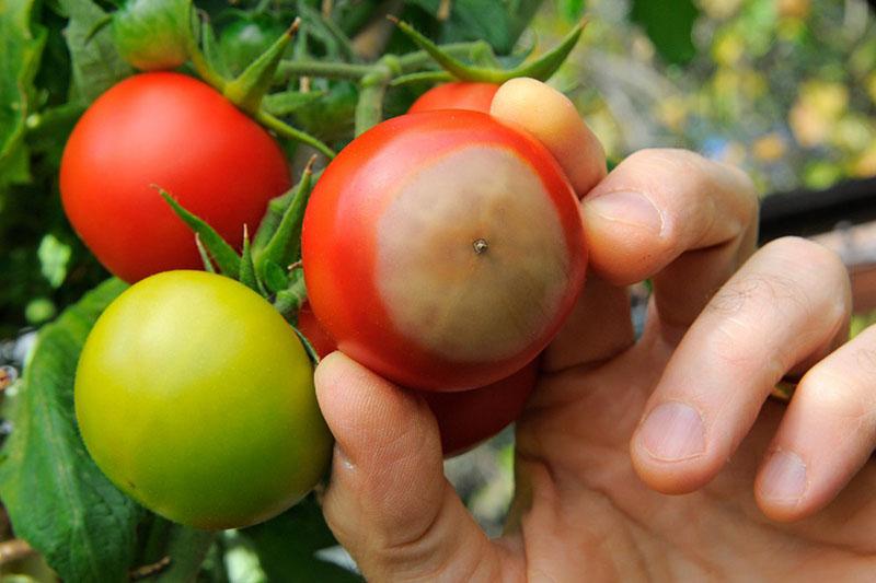 gornja trulež na rajčicama, početna faza