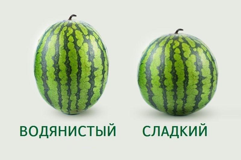 kako odabrati lubenicu prema obliku ploda