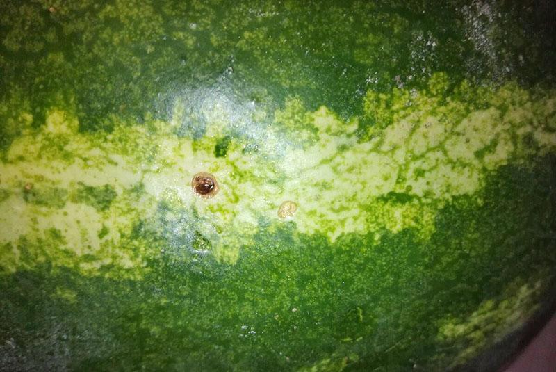 oštećena kora lubenice
