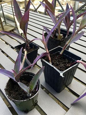 Afgesneden toppen kunnen worden gebruikt om nieuwe planten te laten groeien