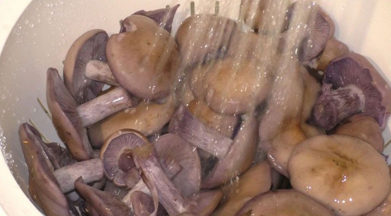 operite gljive pod mlazom vode