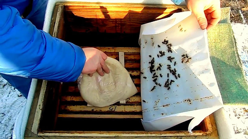 hranjenje pčela kandy