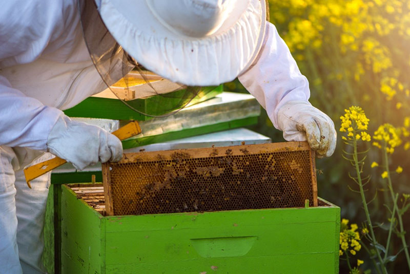 kandy is essentieel voor bijen