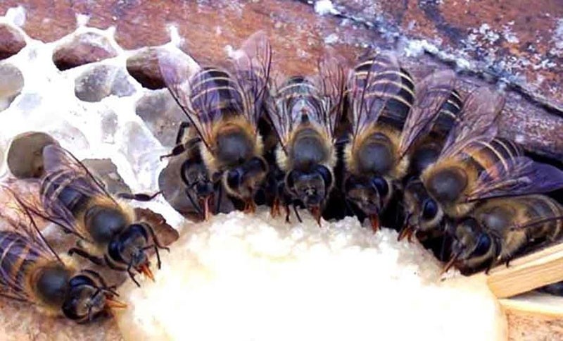bijen voeren
