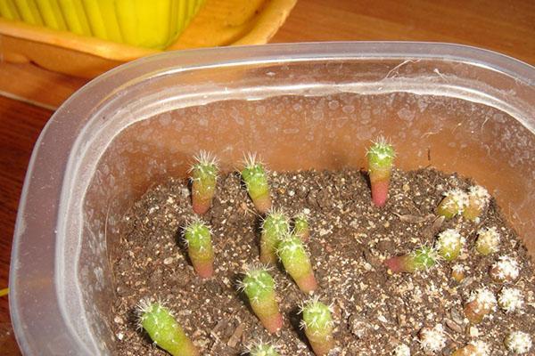 sadnice sjemena kaktusa
