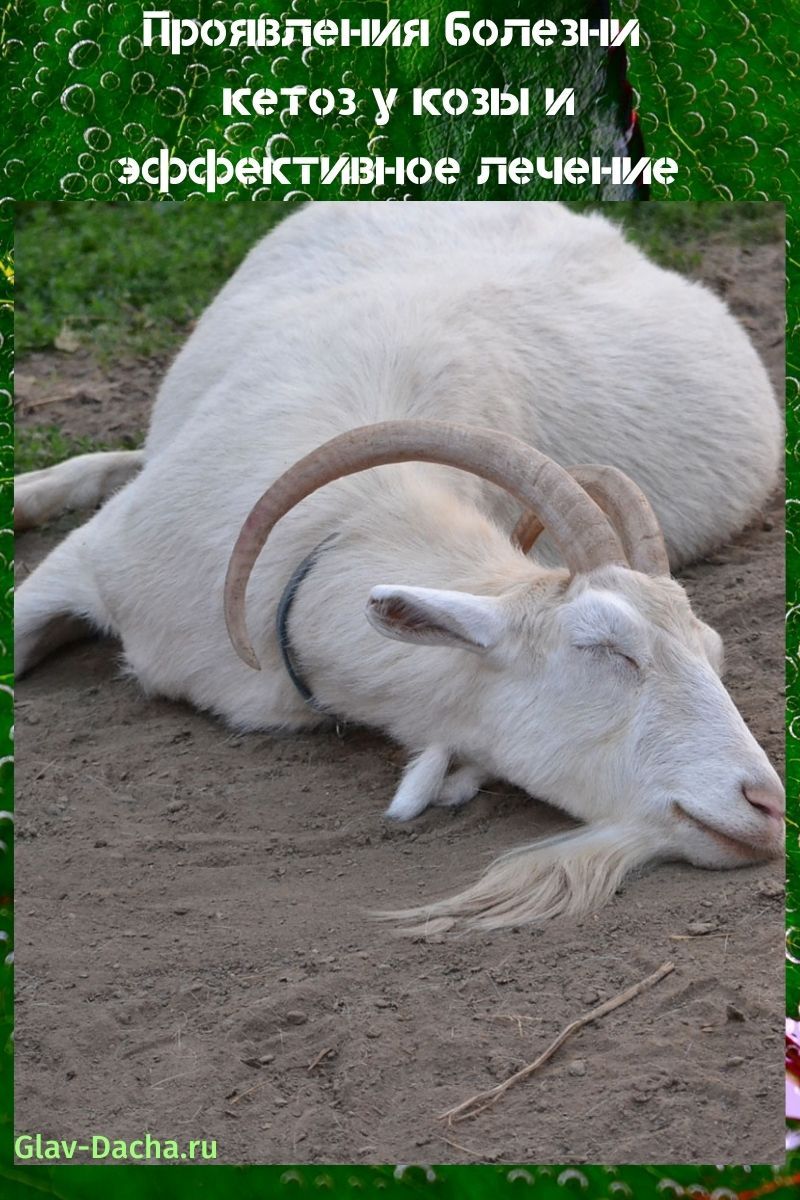 manifestaties van de ziekte ketose bij een geit