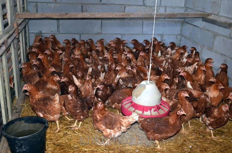 kako uzgajati kokoši Loman Brown kod kuće