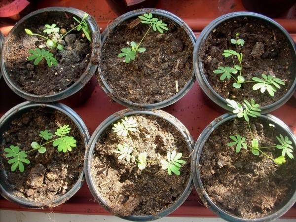uzgoj sramne mimoze iz sjemena