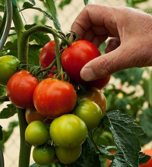 oogst tomaat