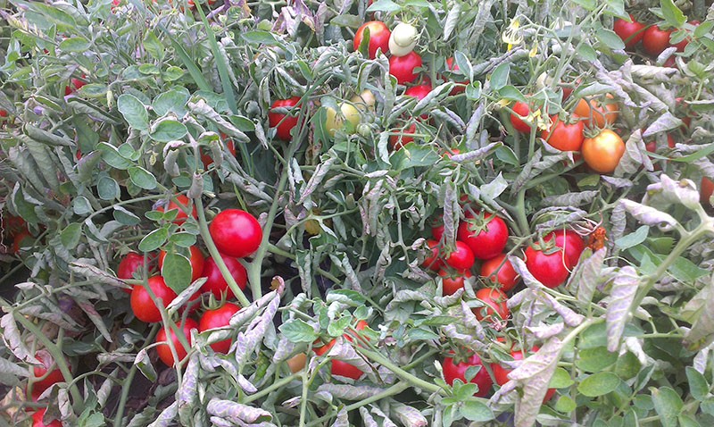hybride tomaat Solerosso