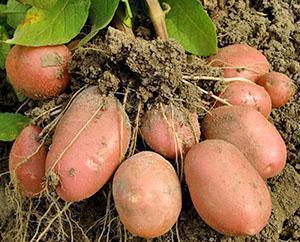 Vroege aardappelen oogsten