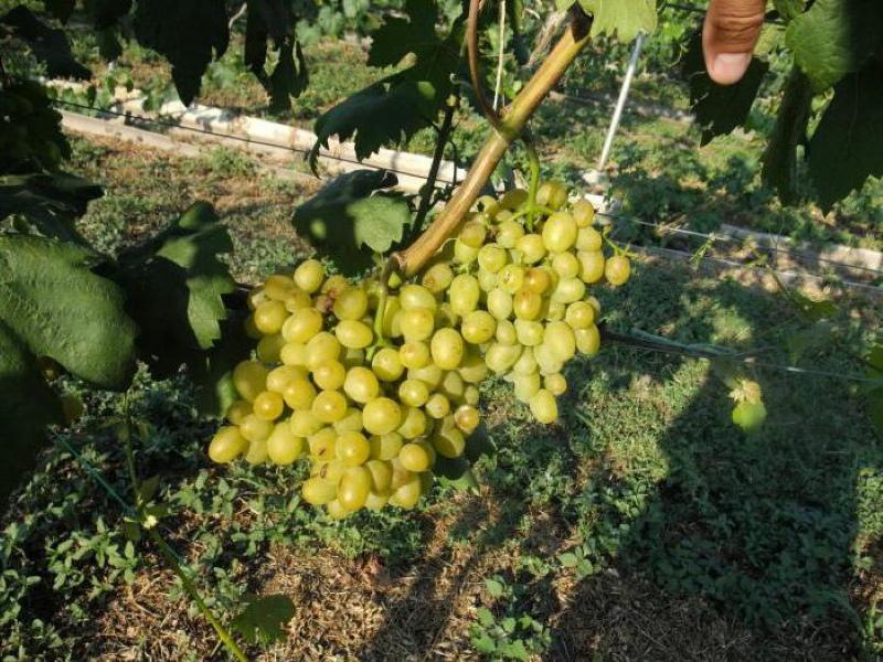 Opis i ocjena sorte grožđa Galahad