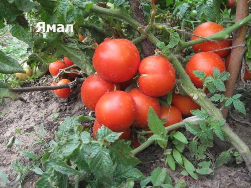 Yamal tomatenstruik
