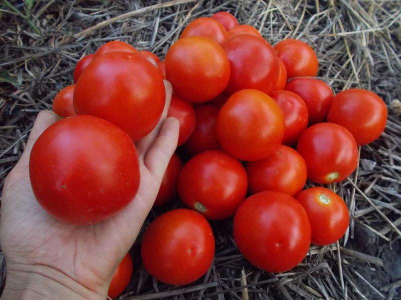 Kenmerken van Yamal-tomaten en beschrijving van het ras