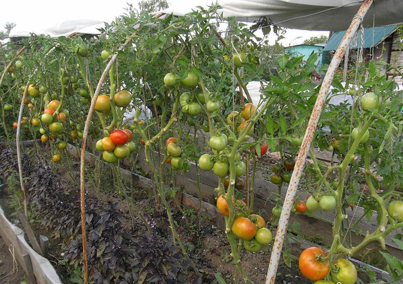 uzgoj rajčice bez zalijevanja