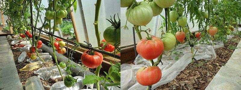 de essentie van de methode om tomaten te telen zonder water te geven