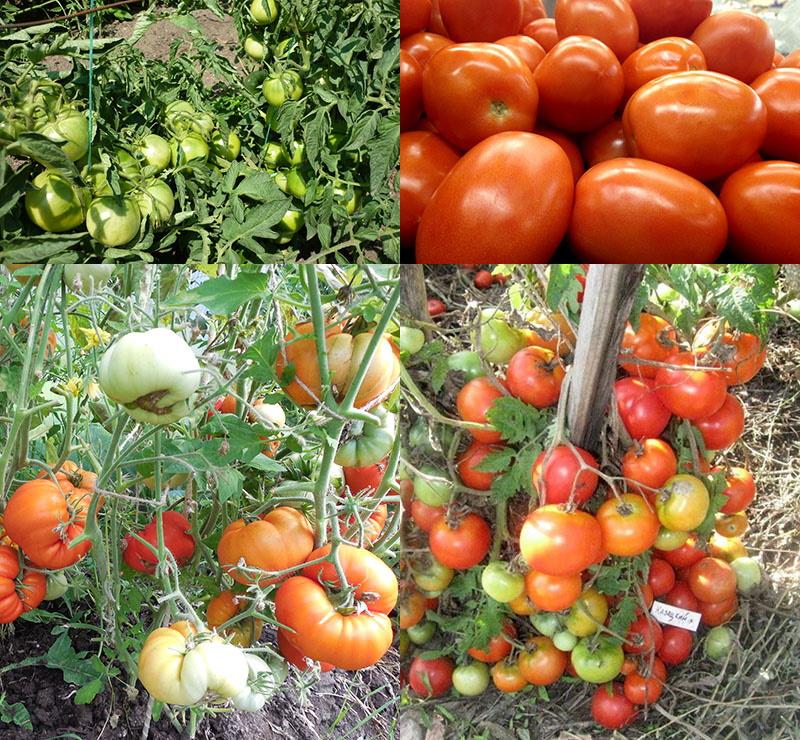 sorte rajčice za otvoreno tlo
