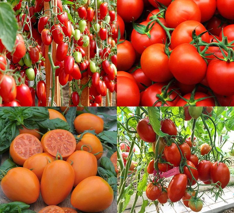 tomatenrassen voor in de kas