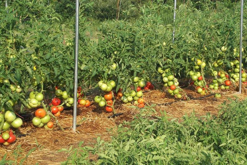 hoe tomaten te kweken zonder water te geven in het open veld