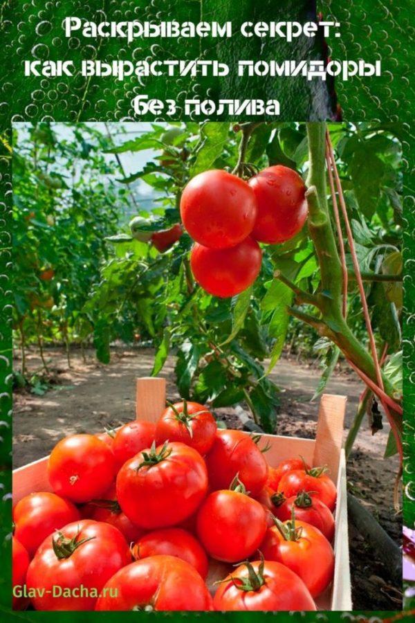 hoe tomaten te kweken zonder water te geven?