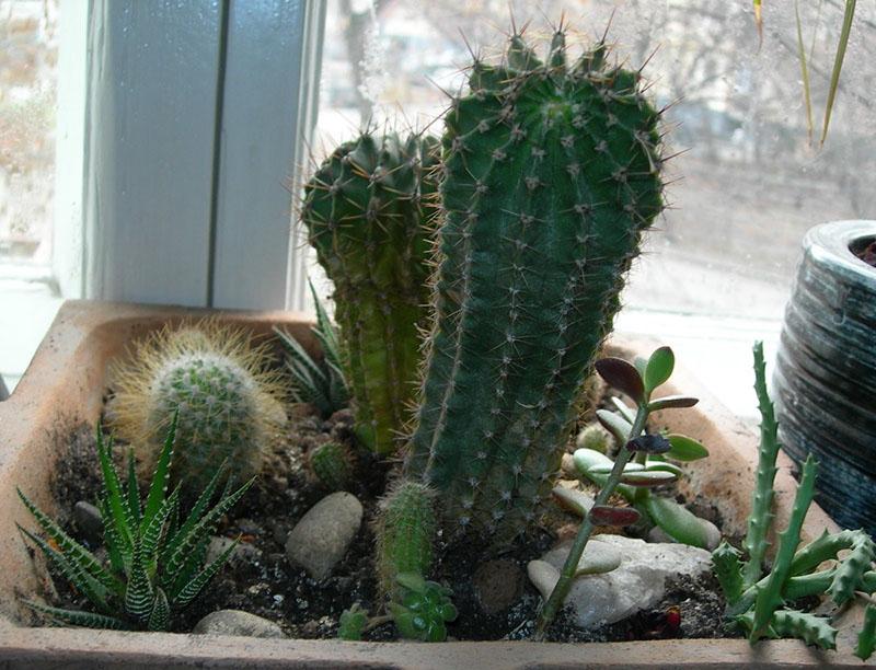 cactussen op de vensterbank