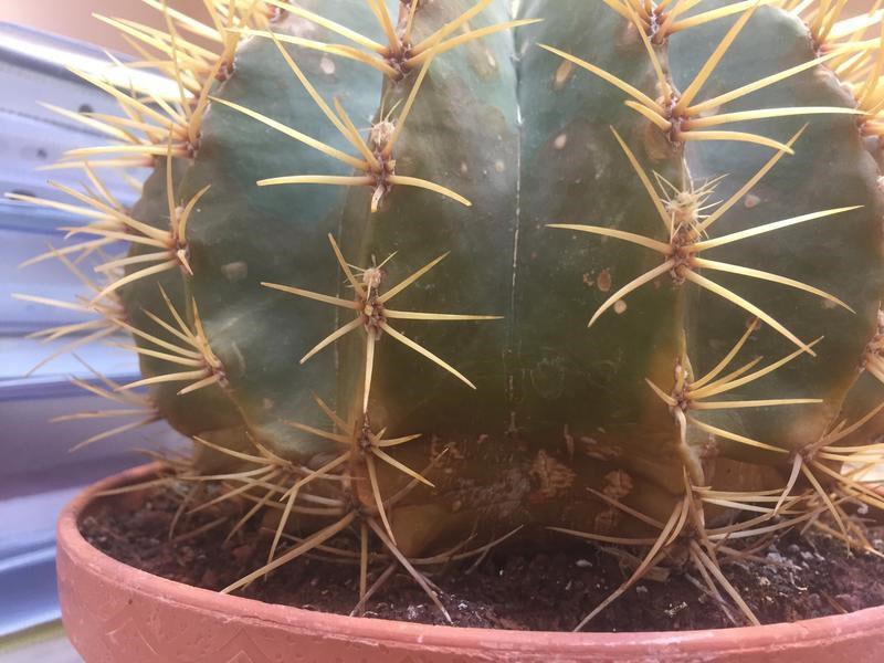 cactussen worden ook ziek