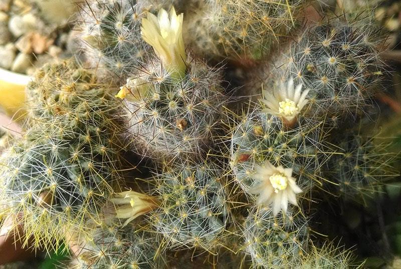 cactus bloeit onder gunstige omstandigheden