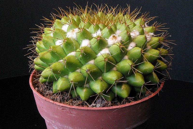 bolesti kaktusa i njihovo liječenje