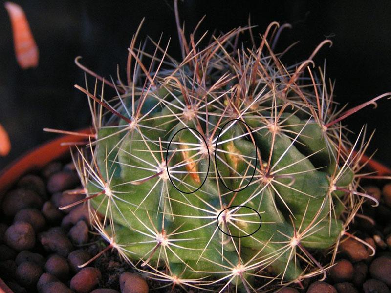 ziekten van cactussen en hun behandeling