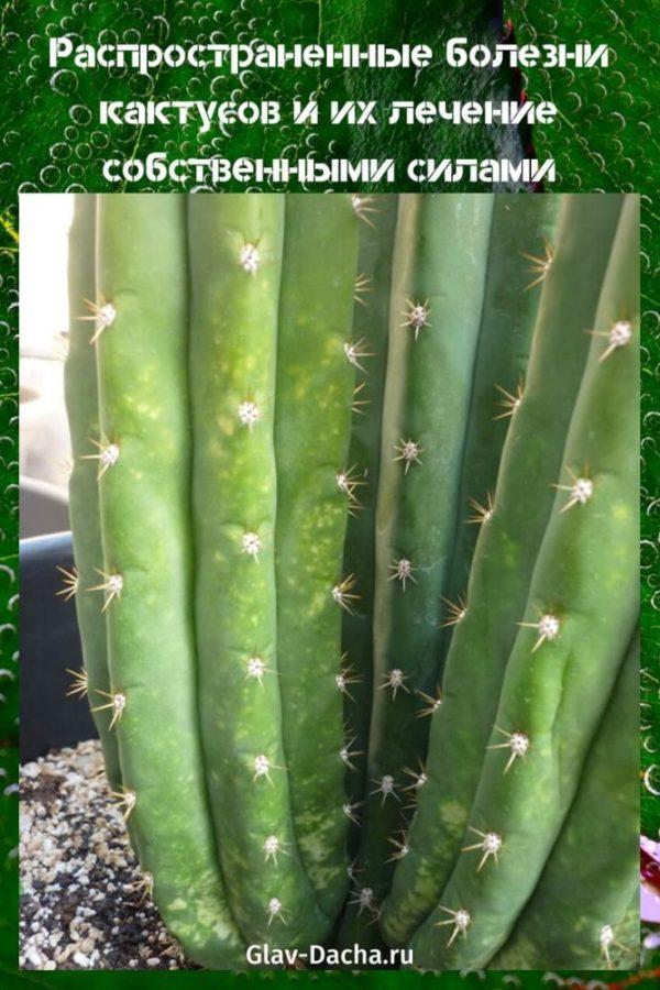 ziekten van cactussen en hun behandeling